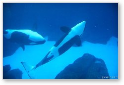 License: Killer Whales playing