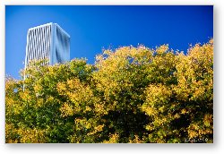 License: Beginning of fall colors in Chicago