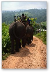 License: Good bye elephants!