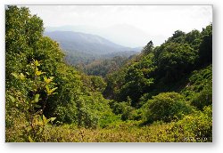 License: Northern Thailand jungles - Doin Inthanon National Park
