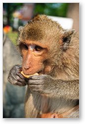 License: Macaque monkey