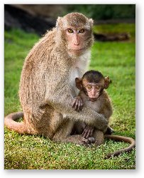 License: Macaque Monkey Family