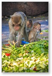 License: Monkeys having a feast