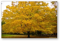 License: Fall colored tree