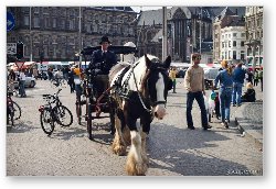 License: Horse and carriage at Dam Square