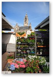 License: Flower market in the central square