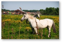 License: Horses on the outskirts of Brugge