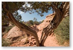 License: Split Juniper tree on the trail