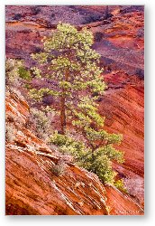 License: Red rock and backlit tree