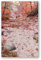 License: Sandy wash and red leaves