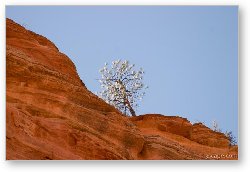 License: Another lone tree perched on a cliff