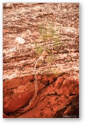 License: Tree clinging to the rock