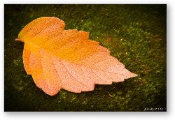 License: Autumn Leaf Macro