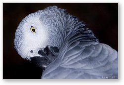 License: African Gray Parrot