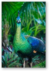 License: Peacock