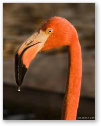 License: Pink Flamingo