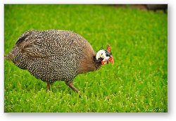 License: Guinea Hen (Guineafowl)