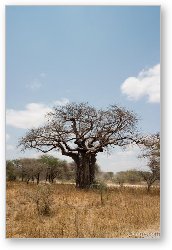 License: One of many huge Baobab trees