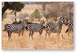 License: Group of zebras