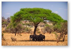 License: Huddled in Shade