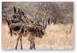 License: A few female ostriches