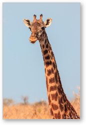 License: Giraffe Tongue