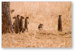 License: A group of banded mongoose all popped up at the same time to check things out