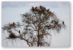 License: Group of vultures waiting for their turn to feast
