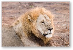 License: Lion (Simba in Kiswahili)