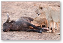 License: Lions munching on a freshly killed cape buffalo