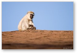 License: African Vervet Monkey