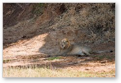 License: Lion resting in the shade