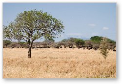License: Herd of buffalo