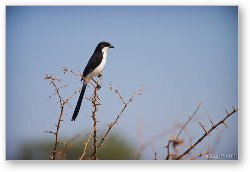 License: Long-tailed Fiscal Shrike