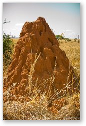 License: Large termite mound