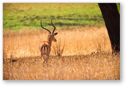 License: Male Impala