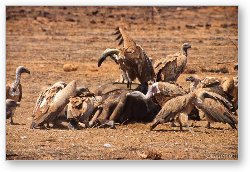 License: Vultures feeding on a dead buffalo