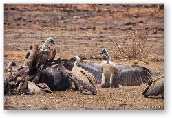 License: Vultures feeding on a dead buffalo