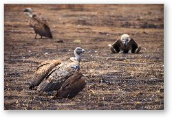 License: Ruppell's Griffon Vulture