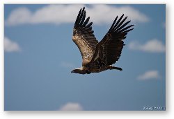 License: Flying vulture