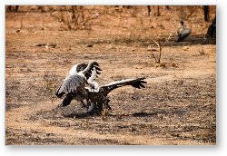 License: Vultures fighting