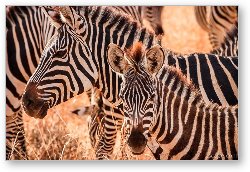 License: Zebras