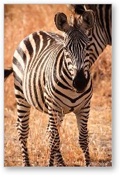 License: Young Zebra Colt