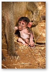 License: Tiny baby baboon