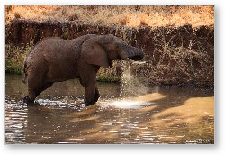 License: Elephant drinking water