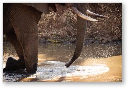 License: Elephant with Nile Monitor on the water bank