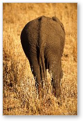 License: Elephant butt