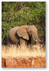 License: African Elephant