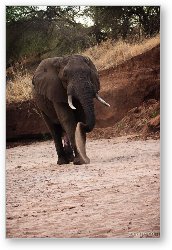 License: Elephant cooling himself off with sand