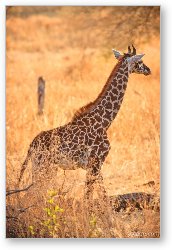 License: Baby Masai Giraffe